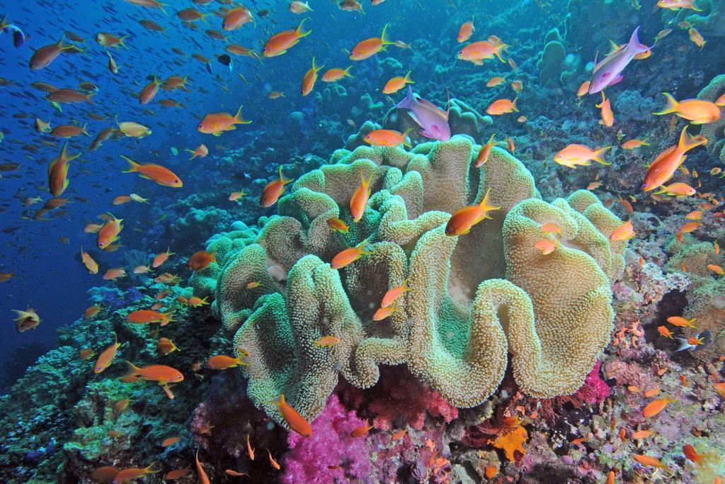 Qamea Resort & Spa Dreketi Luaran gambar
